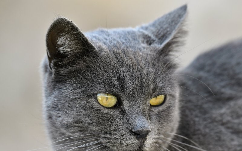 close up of a gray cat with yellow eyes