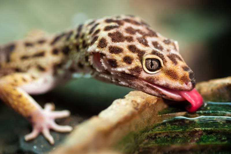 close up of a leopard gecko drinking water