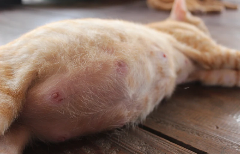 close up of a pregnant cat's belly