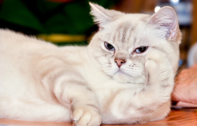 close up of a ragamuffin cat lying on the table
