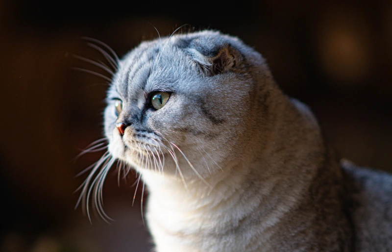 close up of a scottish fold cat