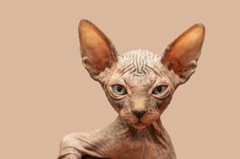 close up of a sphynx cat