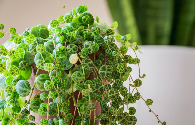 close up of a string of turtles (peperomia prostrata) trailing houseplant