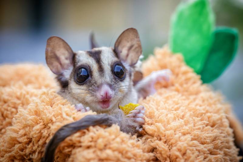 close up of a sugar glider