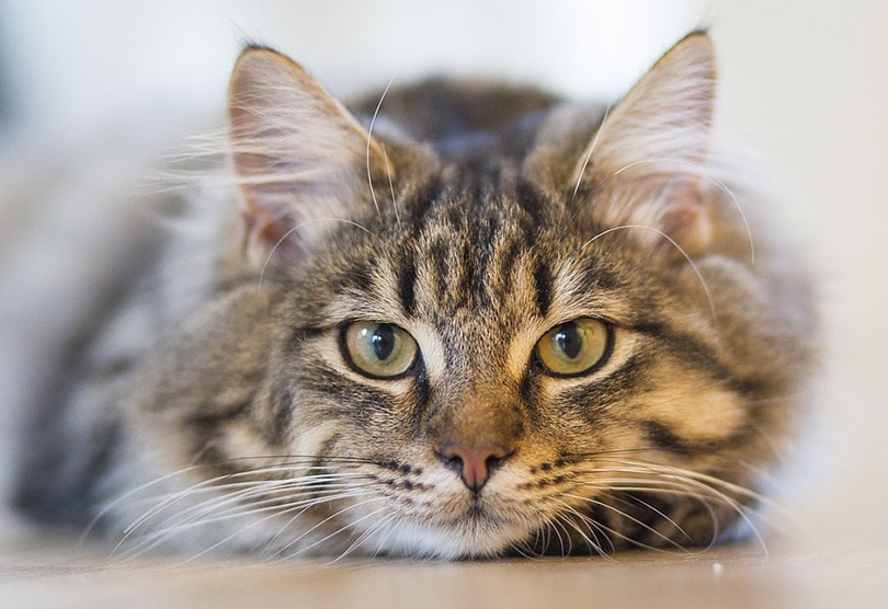 close up of a tabby cat lying on the floor