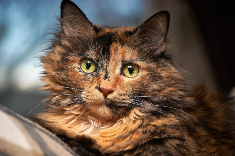 close up of a tortoiseshell cat