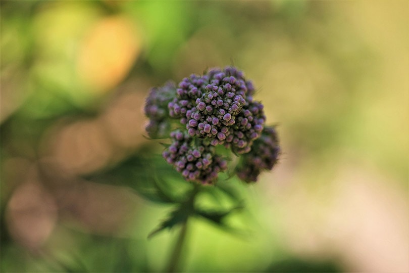 close up of a valerian herb