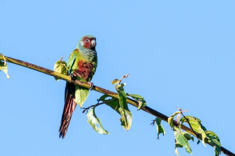 close up of a very rare and endangered Pfrimer's Parakeet is perched upright on a branch
