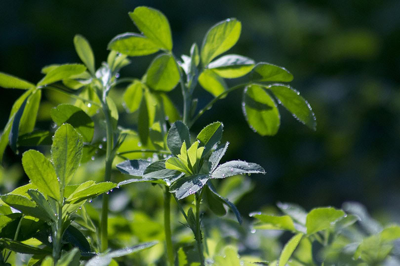 close up of an alfalfa plant