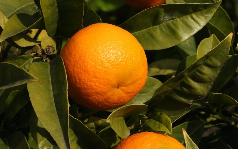 close up of an orange on a tree