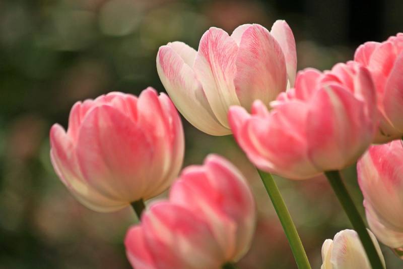 close up of beautiful pink tulips