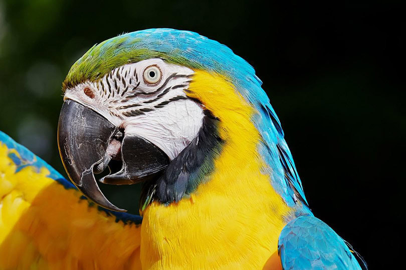 close up of blue and yellow macaw bird