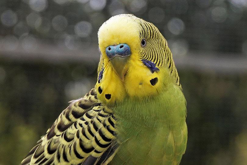 close up of budgie bird's nostrils