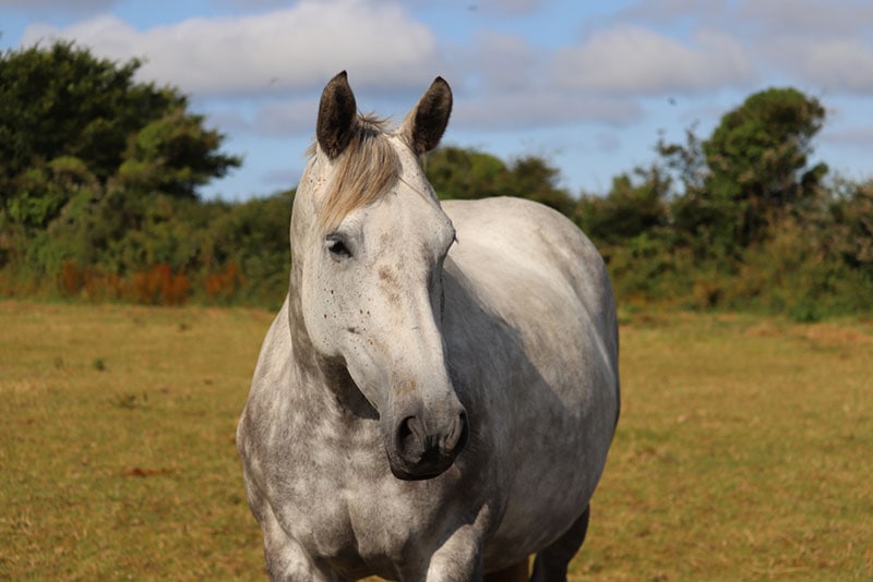 close up of dapple irish draught horse in the field
