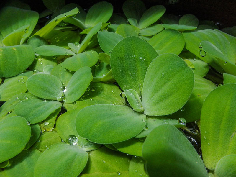 close up of duckweeds