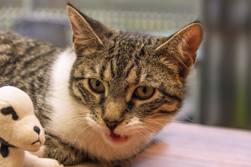 close up of gray tabby cat with a small plush toy