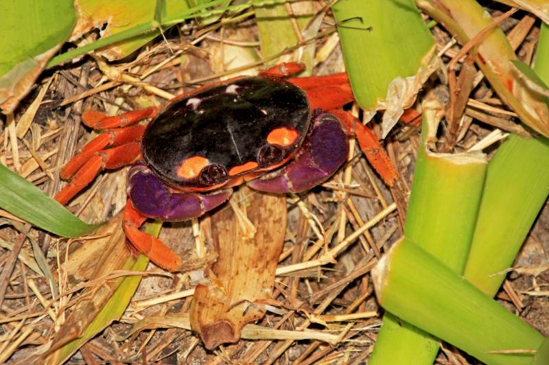 close up of halloween moon crab