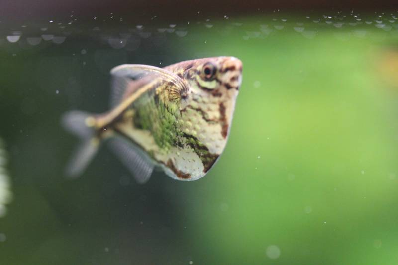 close up of hatchetfish