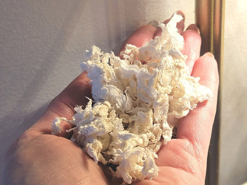 close up of healthy pet carefresh paper bedding