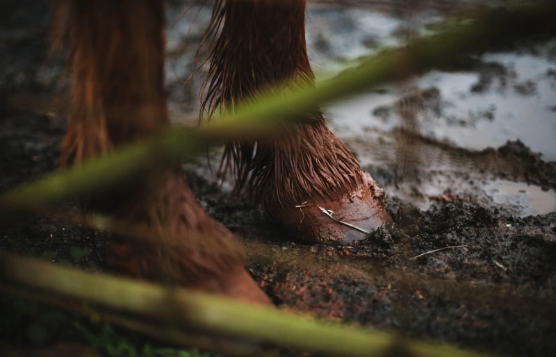 close up of horse hooves on wet ground
