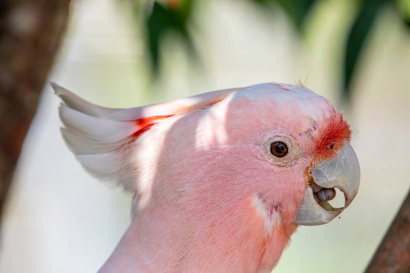 close up of major mitchell's cockatoo