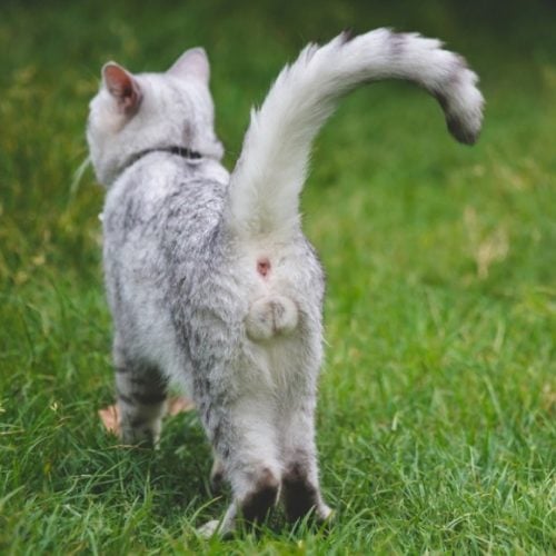 close-up-of-male-cats-testicles