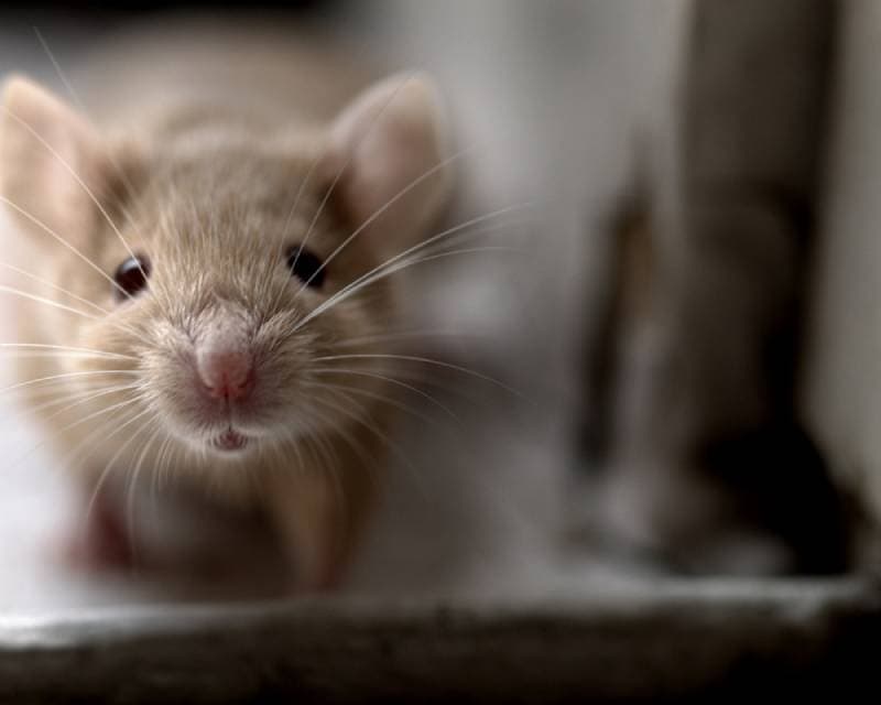 close up of mice selective focus