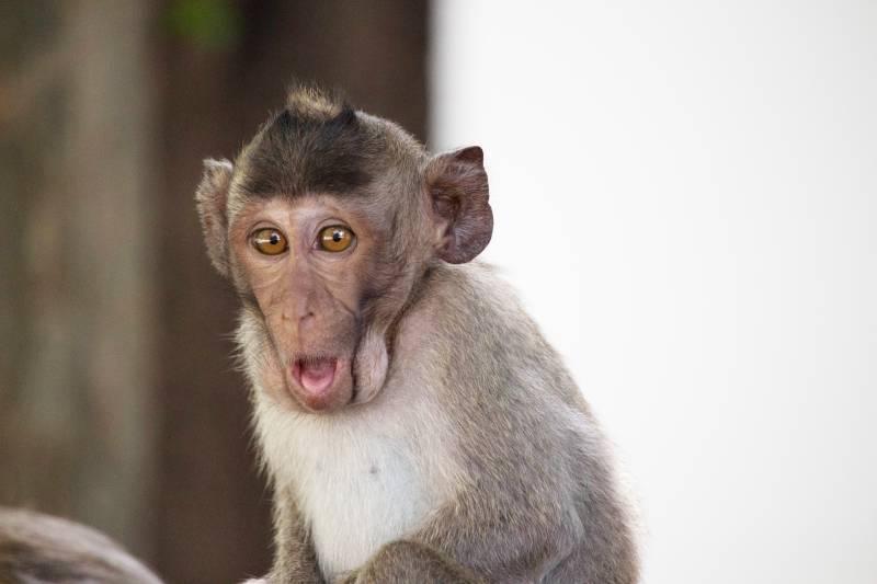 close up of monkey with mouth open