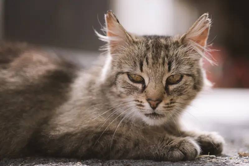 close up of old grey cat