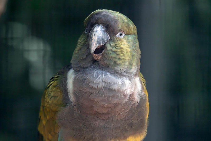 close up of patagonian conure bird