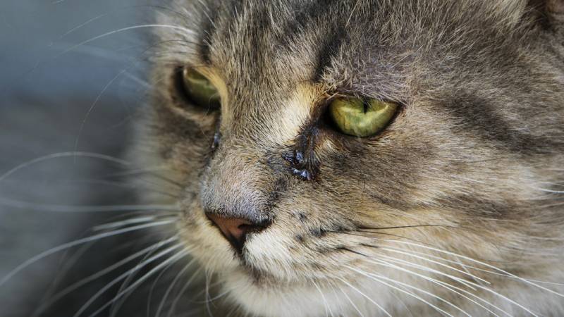 close up of sad cat with tears in the eyes