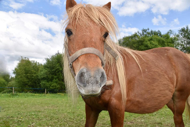 close up of shetland pony in the field