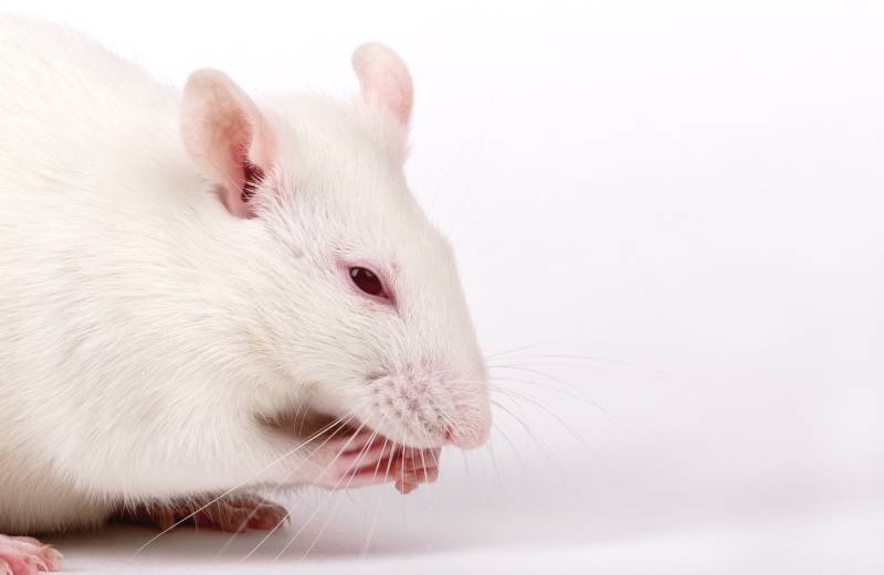 close up of white lab rat
