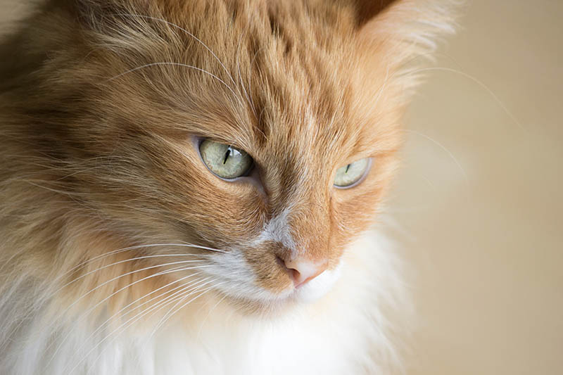 close up Red Smoke Turkish Angora Cat