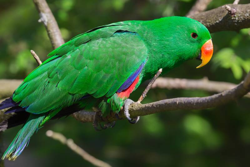close up view of an adult male Eclectus Parrot