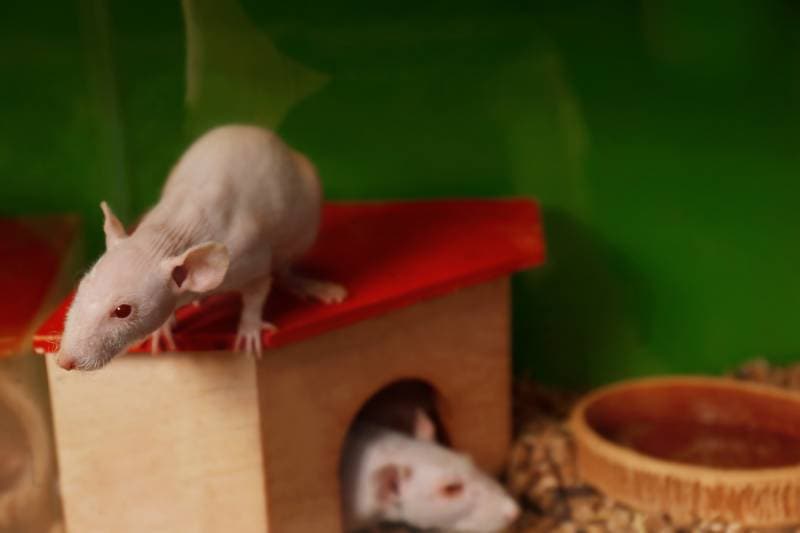 close up view of hairless rats in their cage