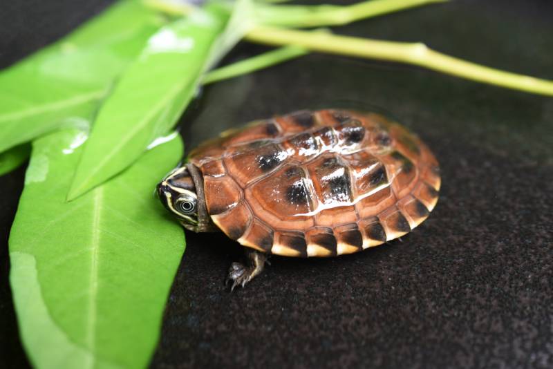 close up view of young turtle eating