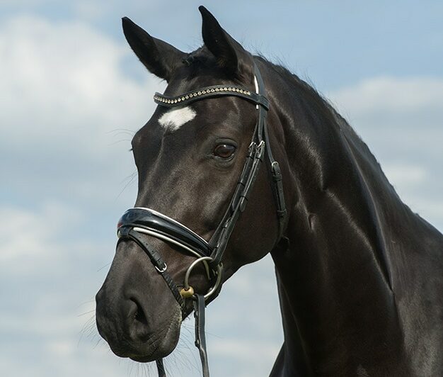 close up westphalian horse with star marking