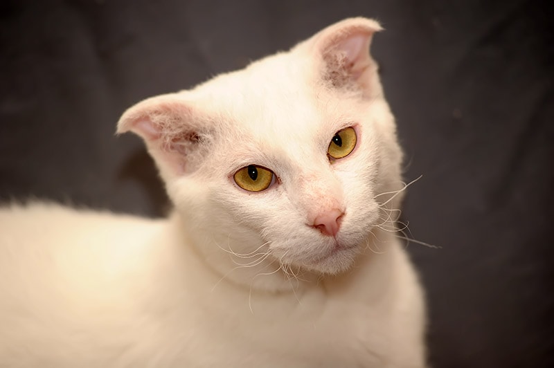 close up white Ukrainian Levkoy cat