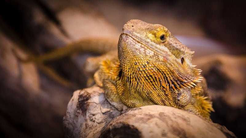 closeup bearded dragon