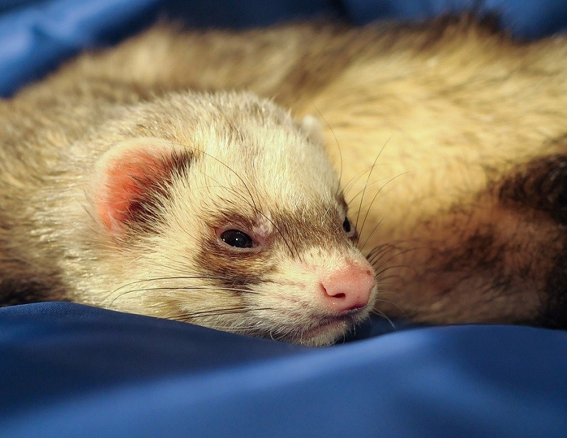 closeup ferret