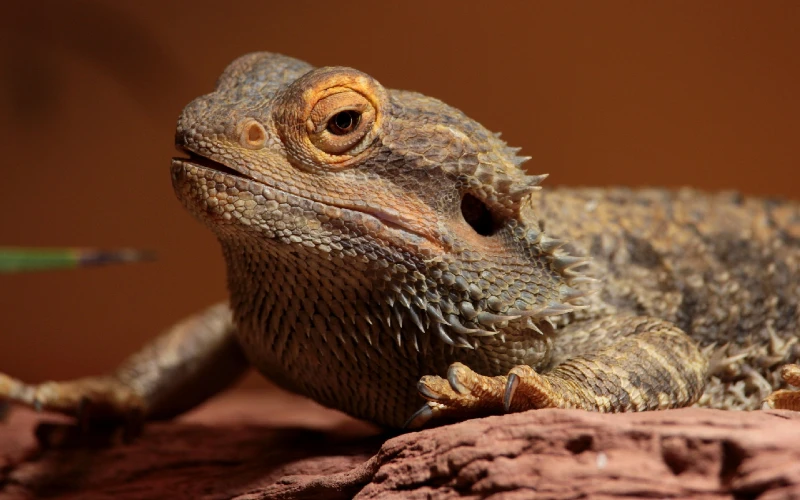 closeup of a bearded dragon