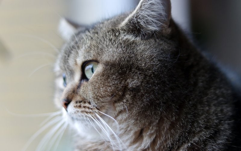 closeup of a gray cat