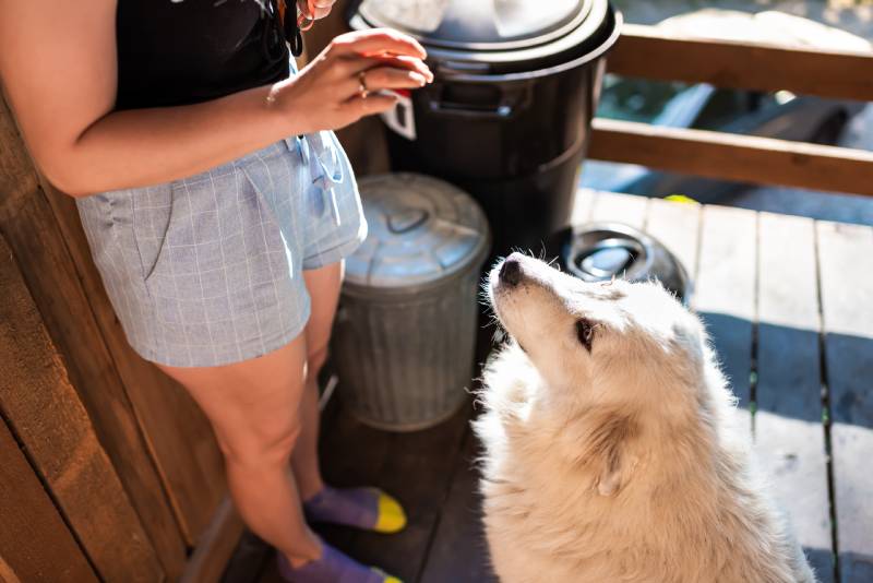 closeup of young white great pyrenees dog looking up at owner outside at home porch