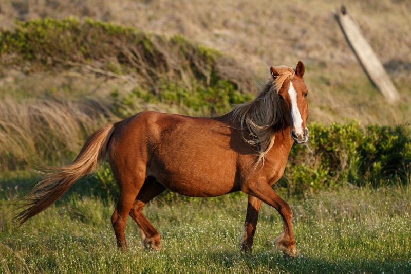 closeup portrait of a pregnant horse