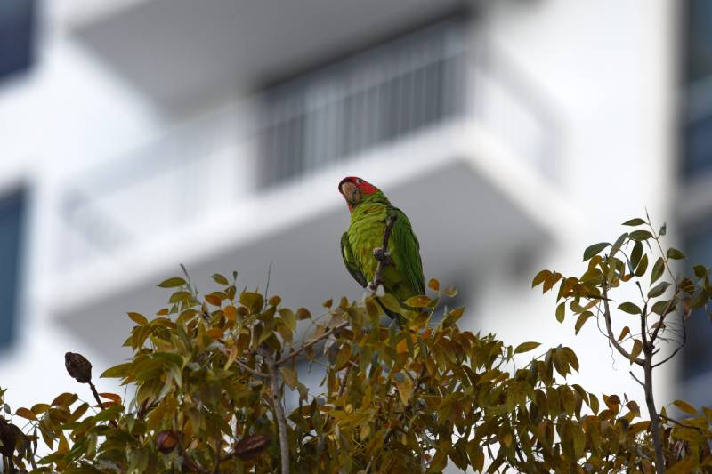 closeup shot of a mitred parakeet on the edge of branch