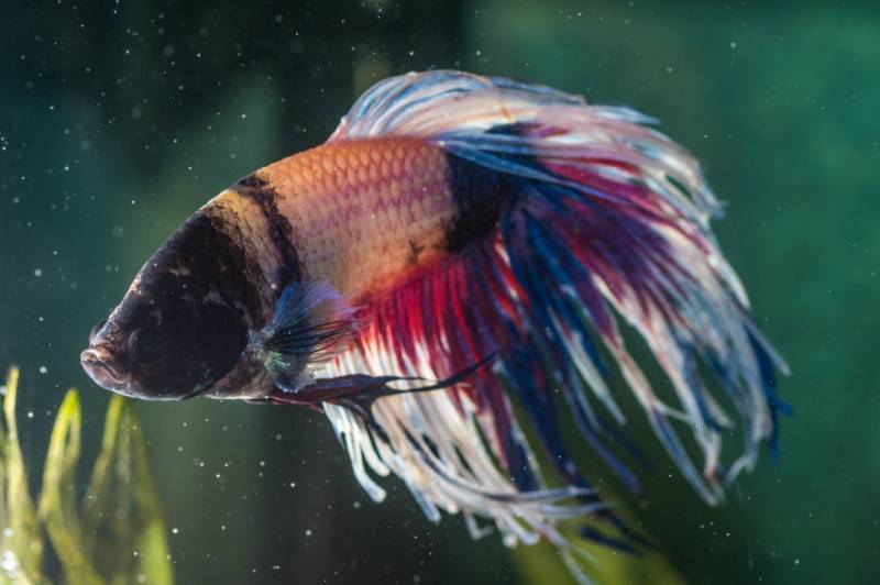 closeup shot of sick betta fish in an aquarium