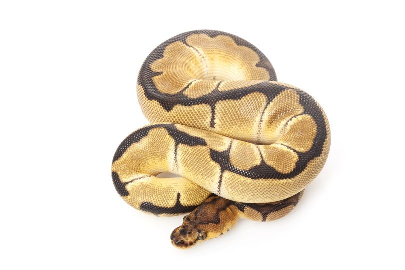 clown ball python_fivespots_shutterstock