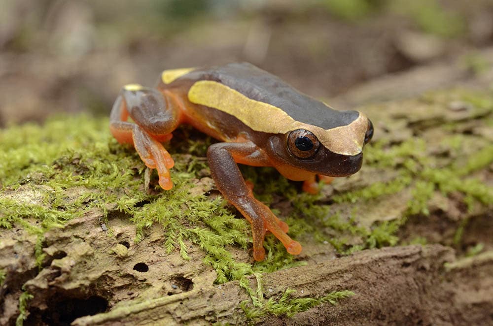Clown tree frog in a tree bark
