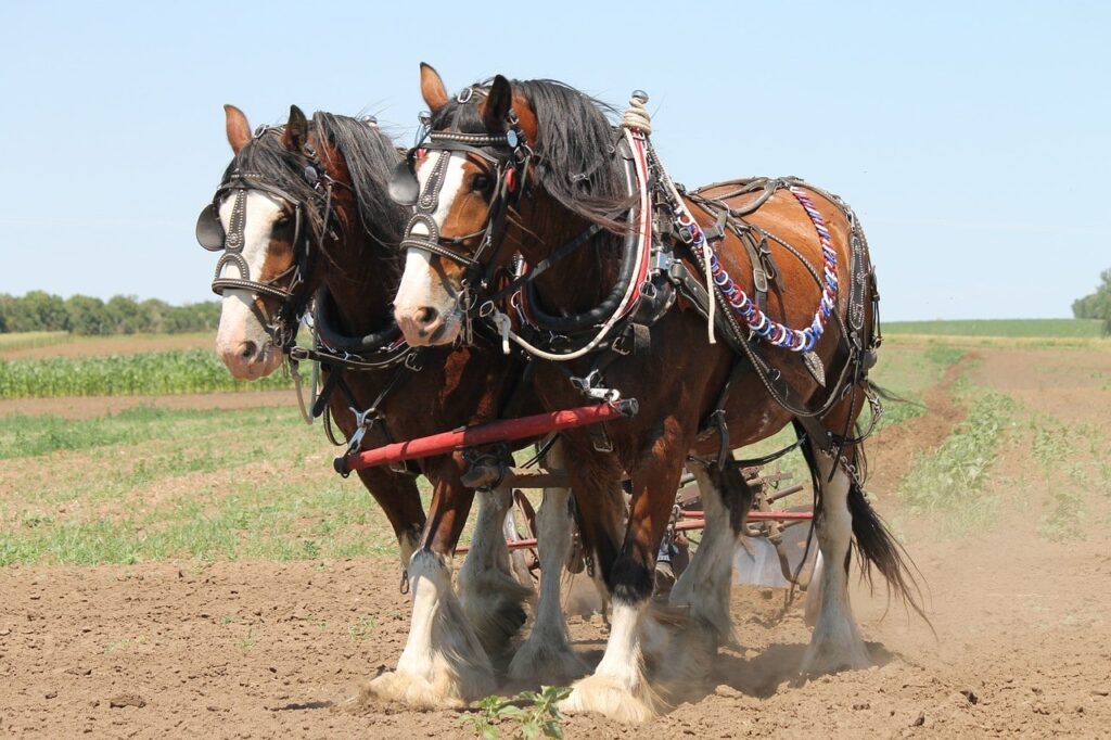 clydesdale horses